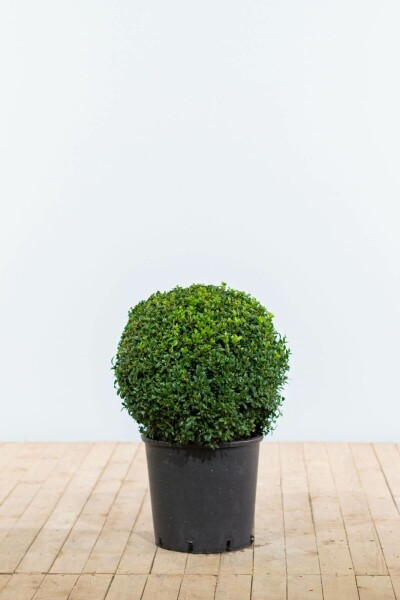 Buchsbäume / Buchsbaum Kugel 40-50 cm
