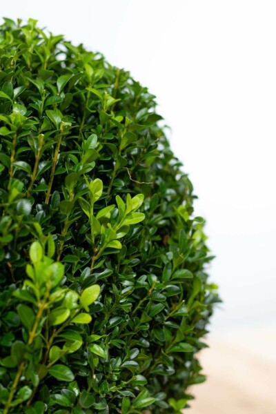 Buchsbaum Buxus Sempervirens Kugel 40-50 Ballen Buchsbäume / Buchsbaum Kugel 40-50 cm