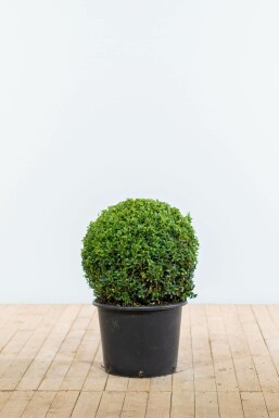 Buchsbaum Buxus Sempervirens Kugel 50-60 Ballen Buchsbäume / Buchsbaum Kugel 50-60 cm