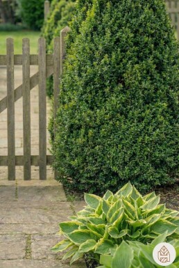 Buchsbäume / Buchsbaum Pyramide 60-70 cm