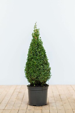 Buchsbaum Buxus Sempervirens Kegel 70-80 Ballen