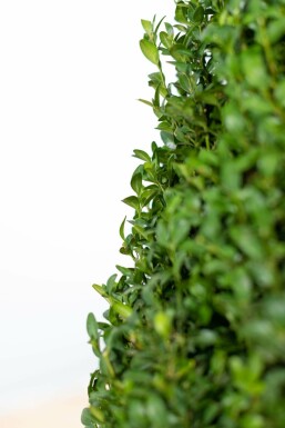 Buchsbaum Buxus Sempervirens Kegel 70-80 Ballen