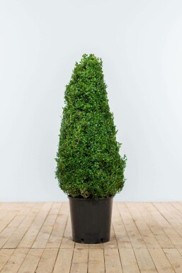 Buchsbaum Buxus Sempervirens Kegel 80-90 Ballen