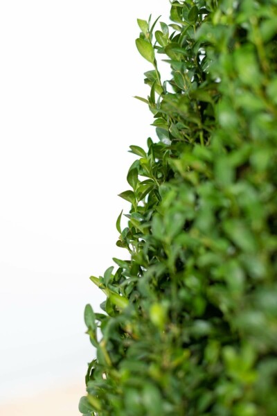Buchsbaum Buxus Sempervirens Kegel 80-90 Ballen Buchsbäume / Buchsbaum Pyramide 80-90 cm