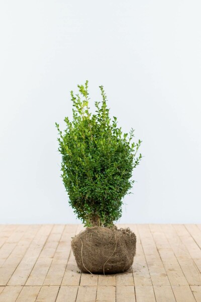Buchsbaumhecke / Buxus Sempervirens 50-60 cm