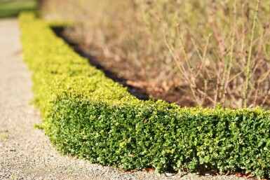 Buchsbaumhecke / Buxus Sempervirens 50-60 cm