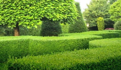 Buchsbaumhecke / Buxus Sempervirens 50-60 cm