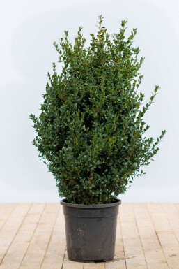 Buchsbaum Buxus Sempervirens Hecke 60-80 Ballen Buchsbaumhecke / Buxus Sempervirens 60-80 cm