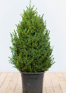 Buchsbaum Buxus Sempervirens Hecke 80-100 Ballen Buchsbaumhecke / Buxus Sempervirens 80-100 cm