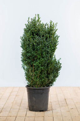 Buchsbaum Buxus Sempervirens Hecke 100-125 Ballen Buchsbaumhecke / Buxus Sempervirens 100-125 cm