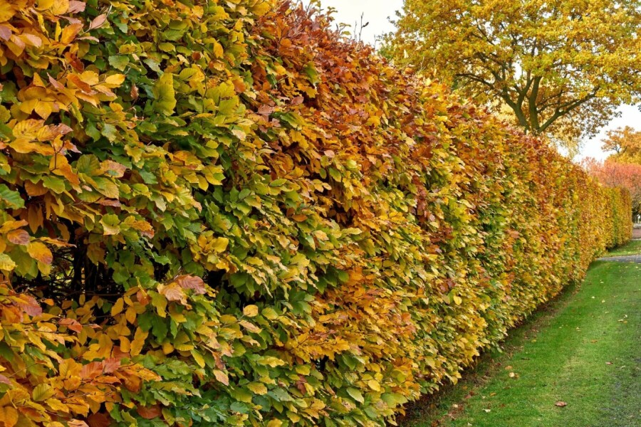 Eine lange Hainbuchen-Hecke pflanzen: So geht's