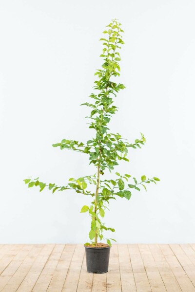 Buche / Hainbuche Carpinus Betulus 125-150 cm