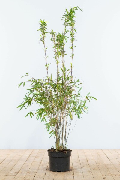 Bambus / Fargesia Murielae Jumbo 100-125 cm