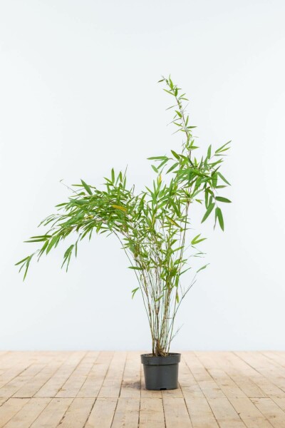 Bambus / Fargesia Nitida 60-80 cm