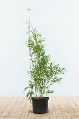 Bambus / Fargesia Nitida