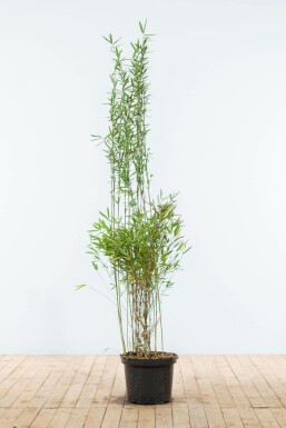 Bambus Fargesia Nitida Hecke 150-175 Ballen Bambus / Fargesia Nitida 150-175 cm