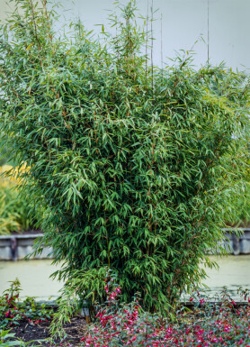 Bambus Fargesia Nitida Hecke 150-175 Ballen Bambus / Fargesia Nitida 150-175 cm