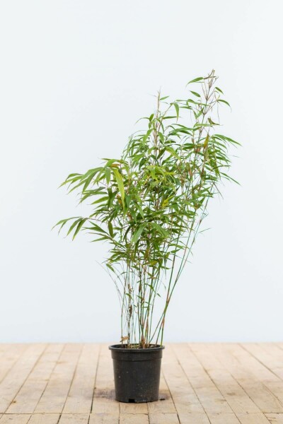 Bambus / Fargesia Rufa 60-80 cm