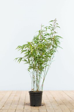 Bambus / Fargesia Rufa