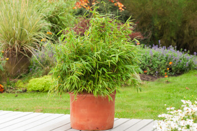 Bambus Fargesia rufa Hecke 60-80 Ballen Bambus / Fargesia Rufa 60-80 cm