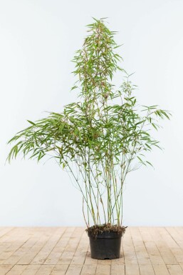 Bambus Fargesia rufa Hecke 100-125 Ballen Bambus / Fargesia Rufa 100-125 cm