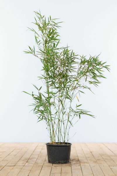 Bambus / Fargesia Robusta Campbell 80-100 cm