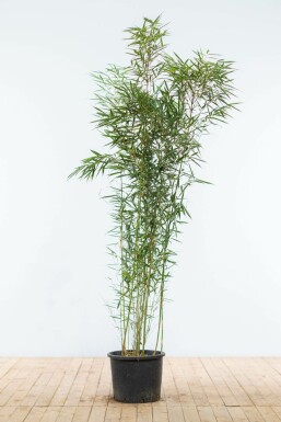 Bambus / Fargesia Robusta Campbell