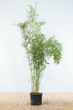 Bambus / Fargesia Robusta Campbell