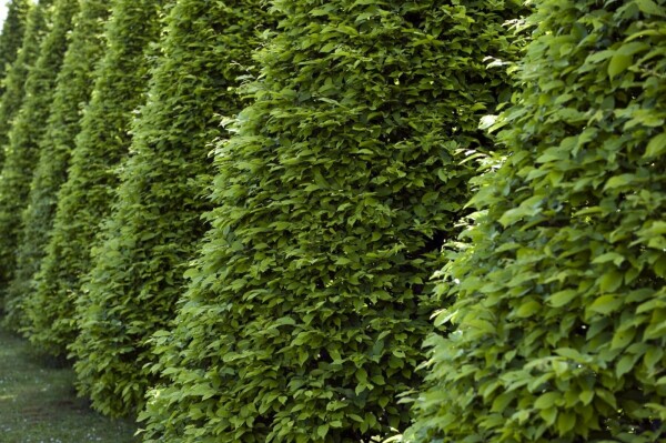 Buche / Rotbuche Fagus Sylvatica P9 30-40 cm