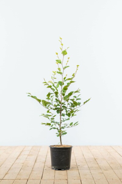 Buche / Rotbuche Fagus Sylvatica 60-80 cm