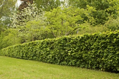 Buche / Rotbuche Fagus Sylvatica 60-80 cm
