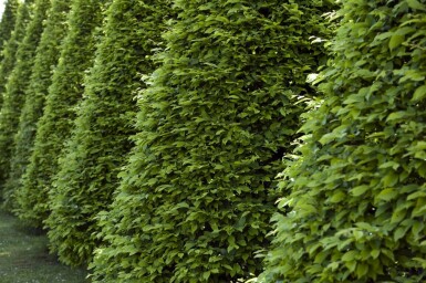 Buche / Rotbuche Fagus Sylvatica 60-80 cm