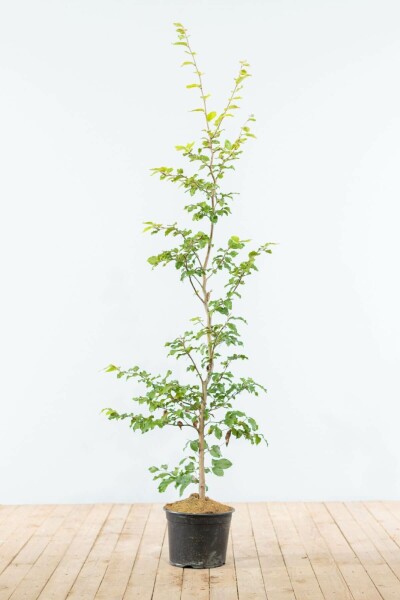 Buche / Rotbuche Fagus Sylvatica 125-150 cm