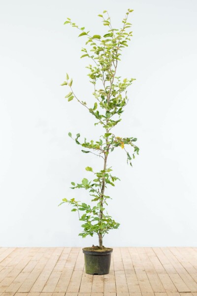 Buche / Rotbuche Fagus Sylvatica 150-175 cm