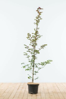 Blutbuche Fagus Sylvatica Atropunicea Hecke 125-150 Topf Buche / Blutbuche Fagus Sylvatica Purpurea 125-150 cm