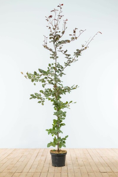 Buche / Blutbuche Fagus Sylvatica Purpurea 175-200 cm