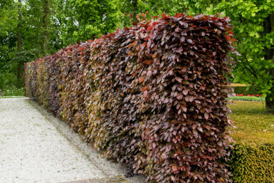 Buche / Blutbuche Fagus Sylvatica Purpurea 175-200 cm