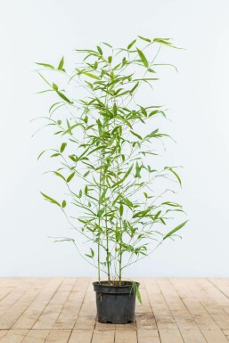 Goldrohrbambus Phyllostachys Aurea Hecke 60-80 Topf Goldrohrbambus / Phyllostachys Aurea 60-80 cm