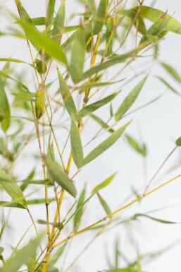 Goldrohrbambus Phyllostachys Aurea Hecke 60-80 Topf