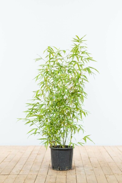 Goldrohrbambus / Phyllostachys Aurea 80-100 cm