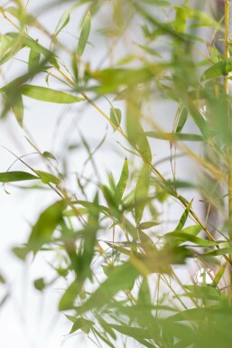 Goldrohrbambus / Phyllostachys Aurea 80-100 cm