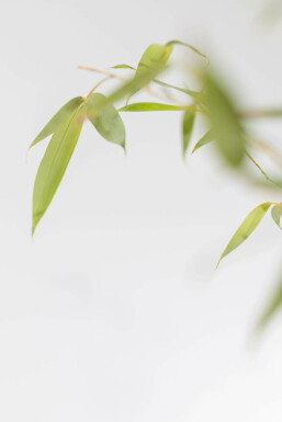 Goldrohrbambus / Phyllostachys Aurea 80-100 cm