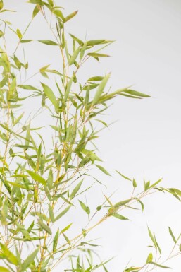 Goldrohrbambus / Phyllostachys Aurea 80-100 cm