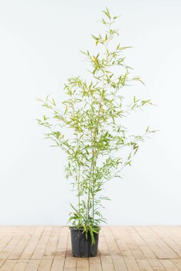 Goldrohrbambus Phyllostachys Aurea Hecke 125-150 Topf Goldrohrbambus / Phyllostachys Aurea 125-150 cm