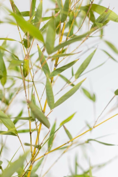 Goldrohrbambus Phyllostachys Aurea Hecke 150-175 Topf Goldrohrbambus / Phyllostachys Aurea 150-175 cm