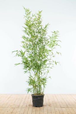 Goldrohrbambus Phyllostachys Aurea Hecke 175-200 Topf Goldrohrbambus / Phyllostachys Aurea 175-200 cm