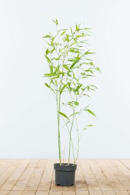 Bambus Phyllostachys Bisetti Hecke 60-80 Topf Bambus / Phyllostachys Bissetii 60-80 cm