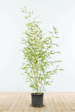 Bambus / Phyllostachys Bissetii