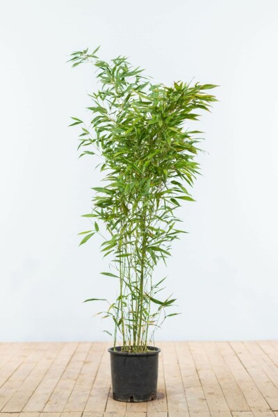 Bambus / Phyllostachys Bissetii 100-125 cm