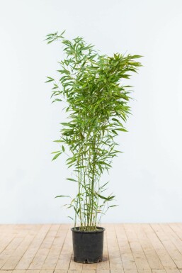 Bambus / Phyllostachys Bissetii